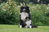 BERGER AUSTRALIEN - ADULT & PUPPY 112